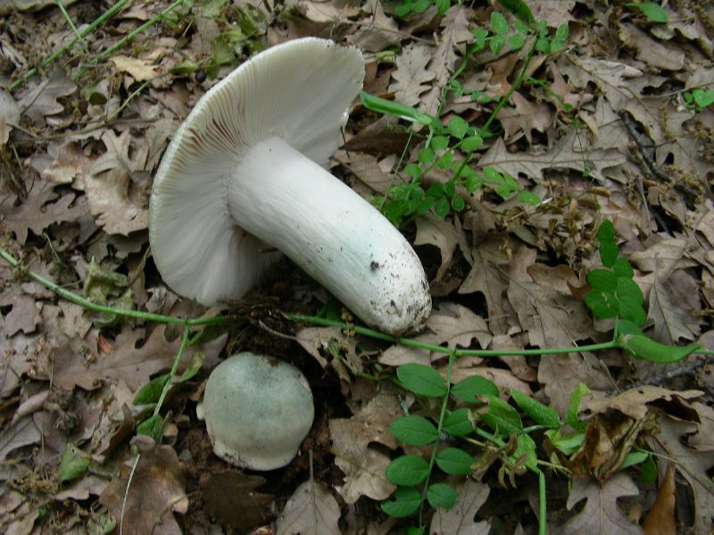2)Fotografati il12.06.2012. sotto Quercia (bosco asciutto)